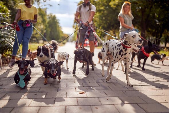 Vet Reveals Five Dog Breeds He’d Never Own